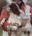 Setter Anglais RADENTIS NOMAR Setter Anglais RADENTIS NOMAR